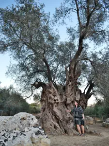 Mana Elia (Mother Olive Tree of Kamilari)  - CRETE