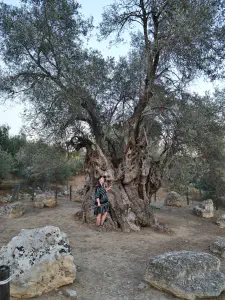 Mana Elia (Mother Olive Tree of Kamilari)  - CRETE