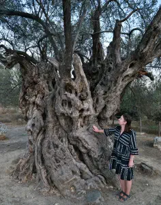 Mana Elia (Mother Olive Tree of Kamilari)  - CRETE