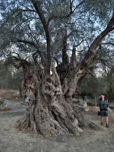 Mana Elia (Mother Olive Tree of Kamilari)  - CRETE