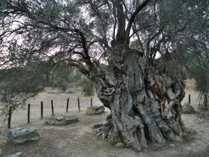 Mana Elia (Mother Olive Tree of Kamilari)  - CRETE