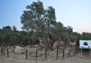 Mana Elia (Mother Olive Tree of Kamilari)  - CRETE