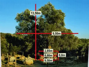 Mana Elia (Mother Olive Tree of Kamilari)  - CRETE