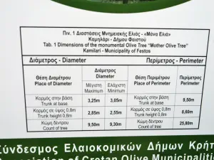 Mana Elia (Mother Olive Tree of Kamilari)  - CRETE