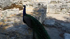 Minoan Palace of Knossos  - CRETE