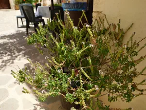 Odigitria Monastery  - CRETE