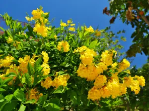 Panagia Kaliviani Monastery  - CRETE