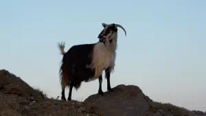 Panagia Vythanos Church  - CRETE