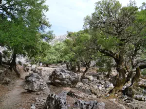 Rouvas Forest  - CRETE