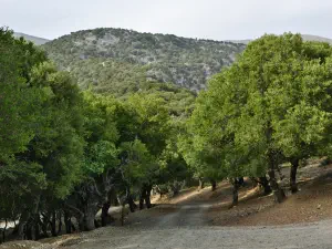 Rouvas Forest  - CRETE