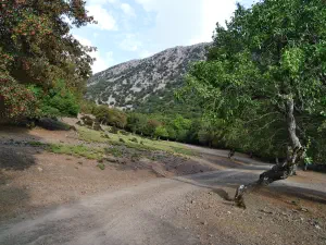Rouvas Forest  - CRETE