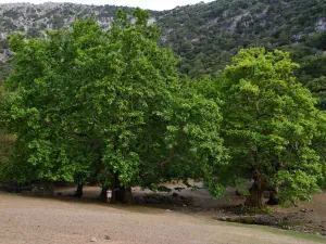 Rouvas Forest  - CRETE