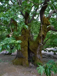 Rouvas Forest  - CRETE