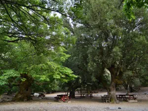 Rouvas Forest  - CRETE
