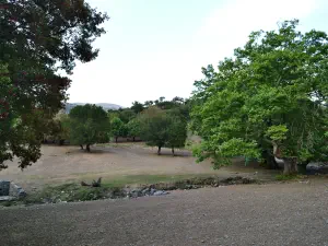 Rouvas Forest  - CRETE