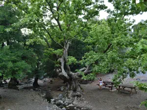 Rouvas Forest  - CRETE