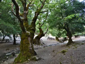 Rouvas Forest  - CRETE