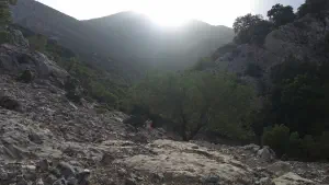 Rouvas Forest  - CRETE