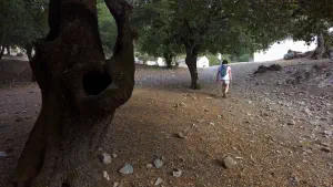 Rouvas Forest  - CRETE