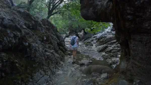 Rouvas Forest  - CRETE