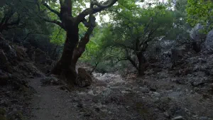 Rouvas Forest  - CRETE