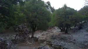 Rouvas Forest  - CRETE