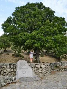 Rouvas Forest Agios Ioannis Church  - CRETE