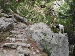 Rouvas Gorge  - CRETE