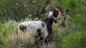 Rouvas Gorge  - CRETE