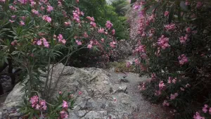 Rouvas Gorge  - CRETE