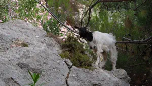 Rouvas Gorge  - CRETE