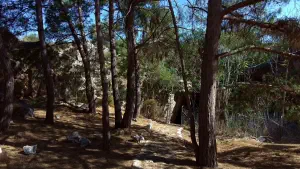 Skotino (Agia Paraskevi) Cave  - CRETE