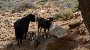 Trachoulas Gorge  - CRETE