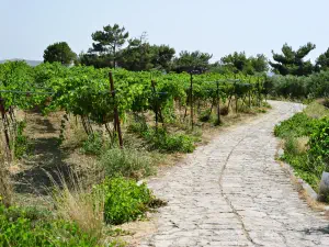Vathypetro Minoan Settlement  - CRETE