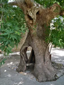 Vrontissi Monastery  - CRETE