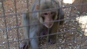 Amazonas Park  - CRETE