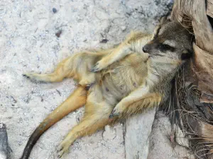 Amazonas Park  - CRETE