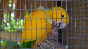 Amazonas Park  - CRETE