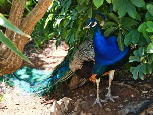 Amazonas Park  - CRETE