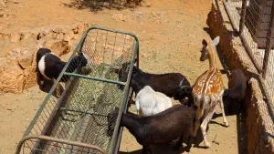 Amazonas Park  - CRETE