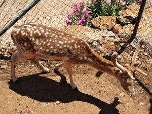 Amazonas Park  - CRETE