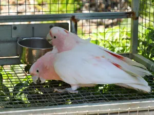 Amazonas Park  - CRETE