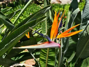 Amazonas Park  - CRETE