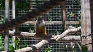 Amazonas Park  - CRETE