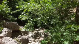 Butterfly (Orino) Gorge - Peristeriona Waterfalls  - CRETE