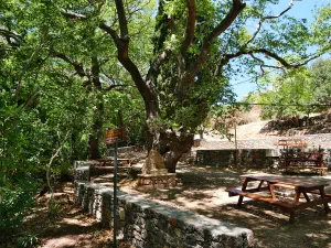 Epano Zakros Spring  - CRETE