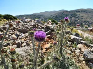 Kardamoutsa Monastery  - CRETE