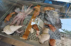 Kato Zakros Beach  - CRETE