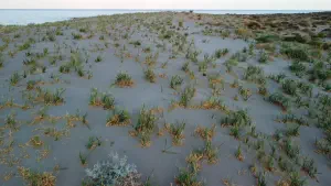 Katsounaki Sand Dunes  - CRETE
