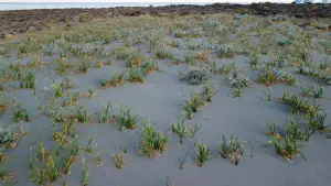 Katsounaki Sand Dunes  - CRETE